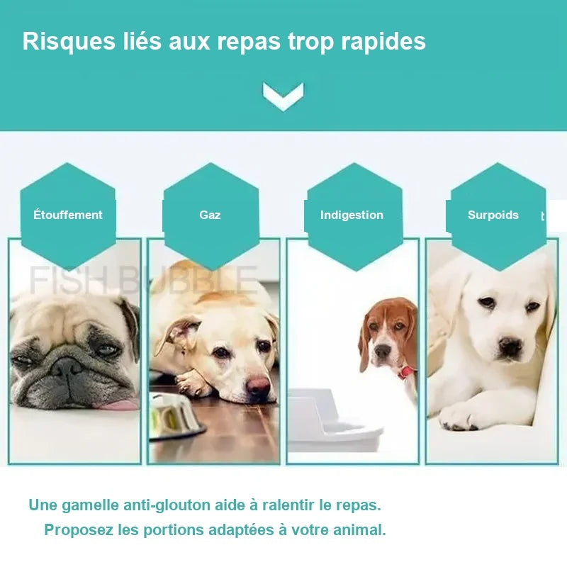 Risques d’une alimentation trop rapide et intérêt d’une gamelle anti-glouton