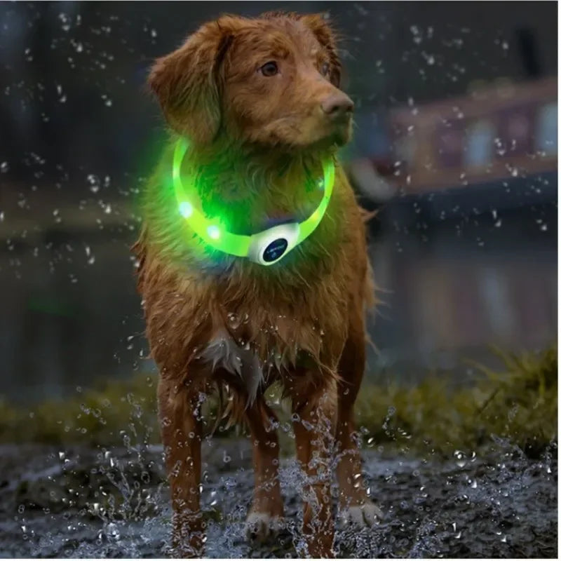 Collier LED pour chien – 65 cm