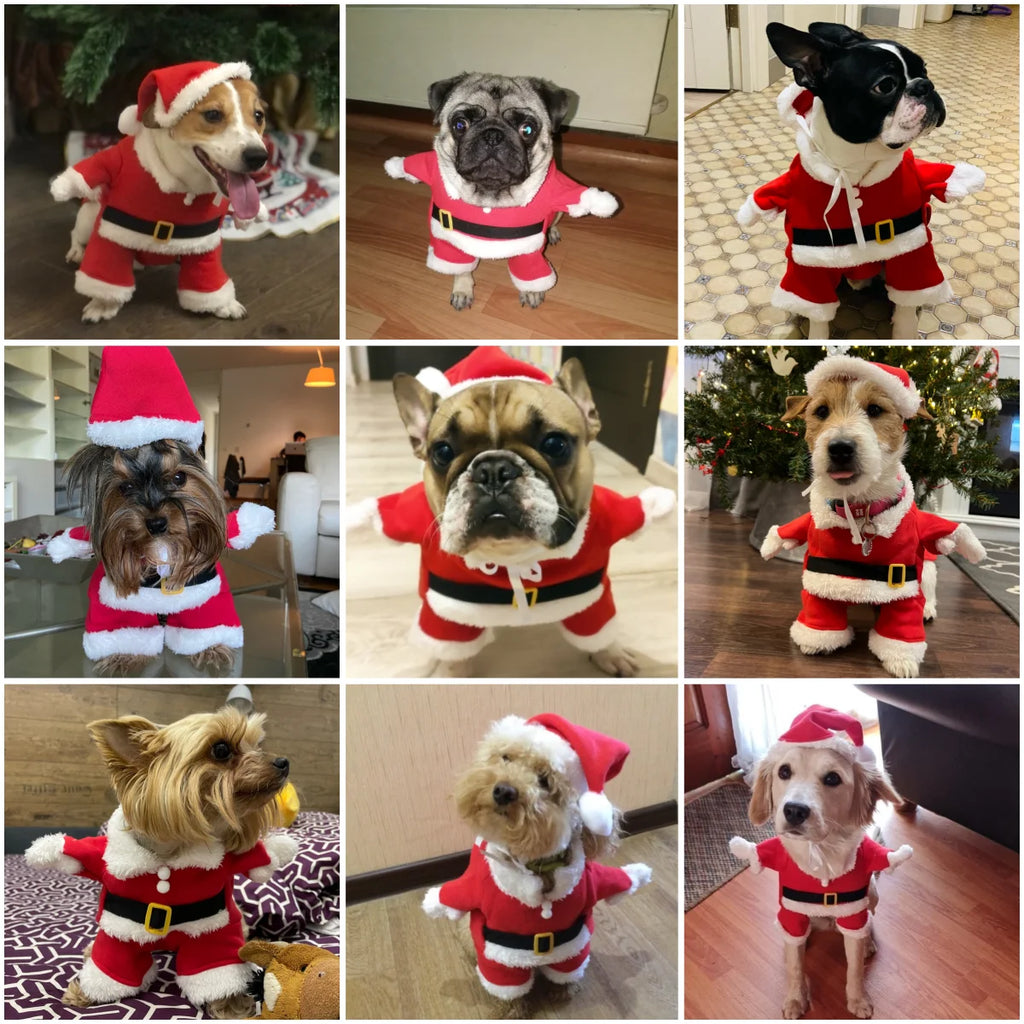 Costume de Père Noël pour petit chien et chat