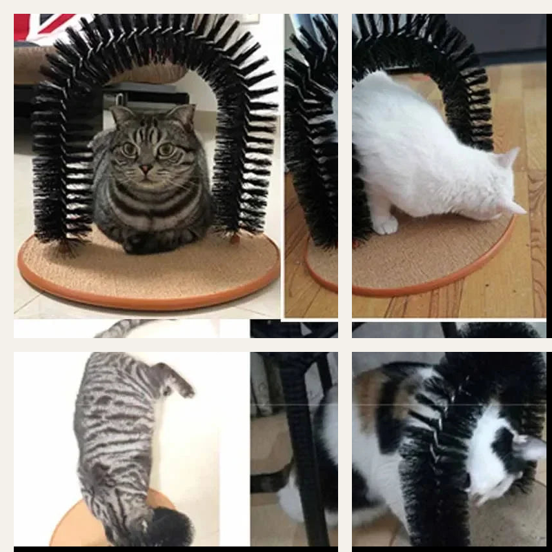Photos de chats utilisant l’arche de toilettage