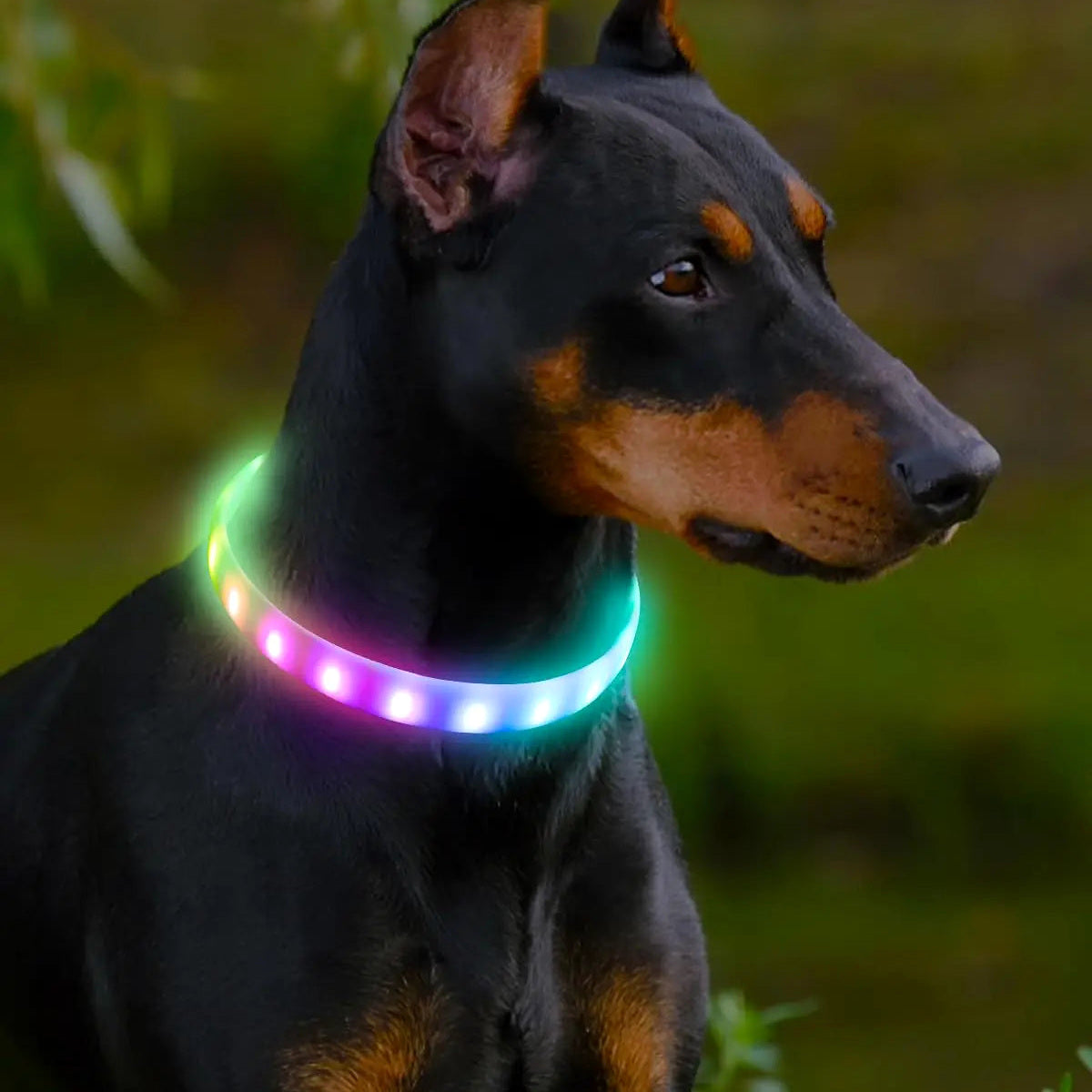 Collier lumineux souple pour chien – 9 modes d’éclairage