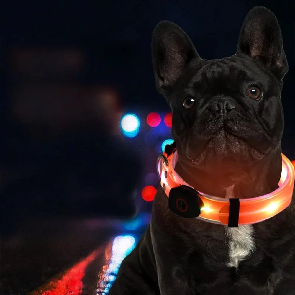 Collier LED rechargeable pour chien avec laisse